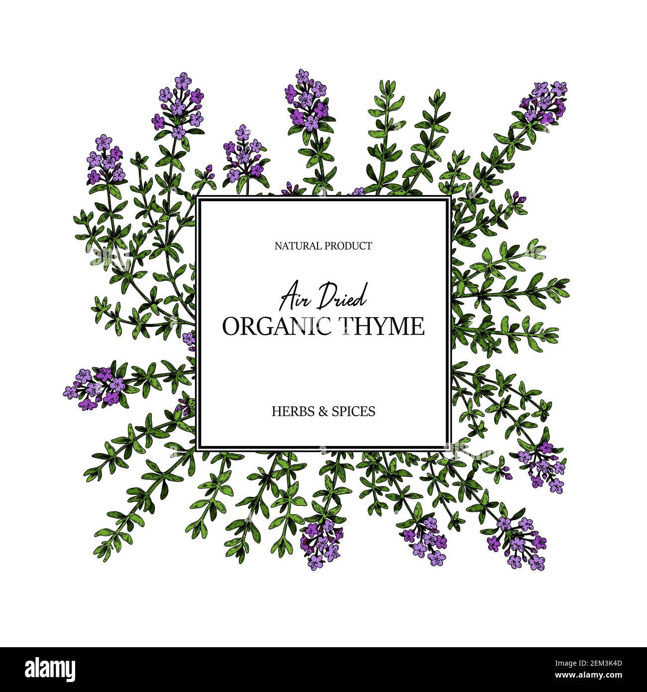 Hand drawn thyme frame. Vector illustration isolated on white