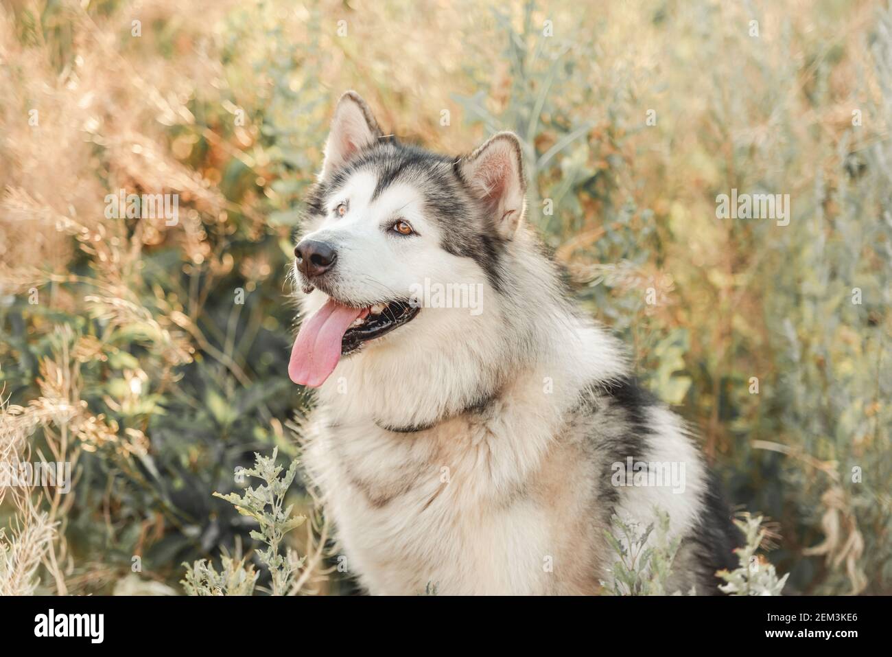 Alaskan Klee Kai Breed Dog Isolated on a Clean White Background Stock Photo  - Image of isolated, friend: 276835666