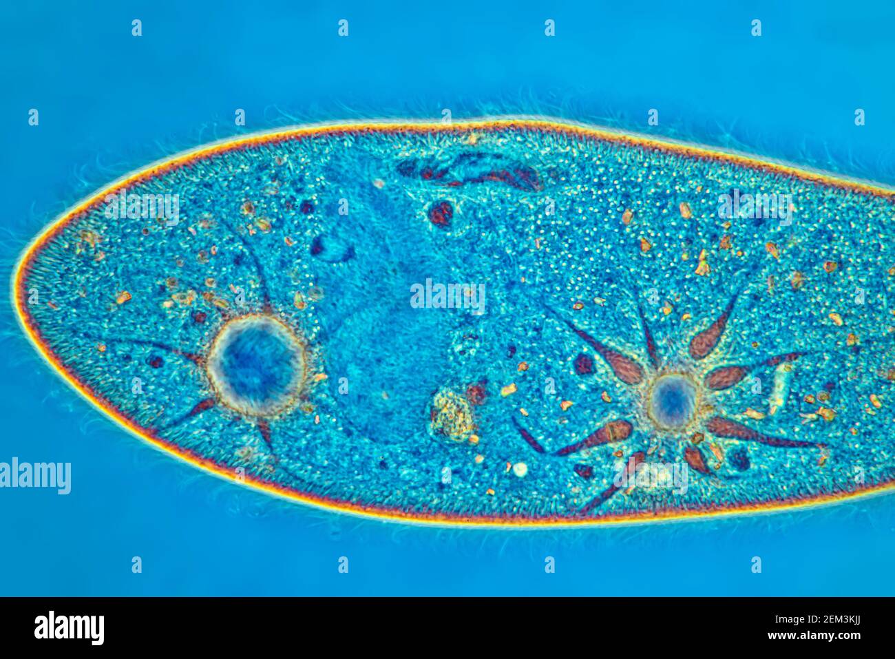 slipper animalcules (Paramecium caudatum), phase-contrast MRI image, magnification x120 related to 35mm, Germany Stock Photo
