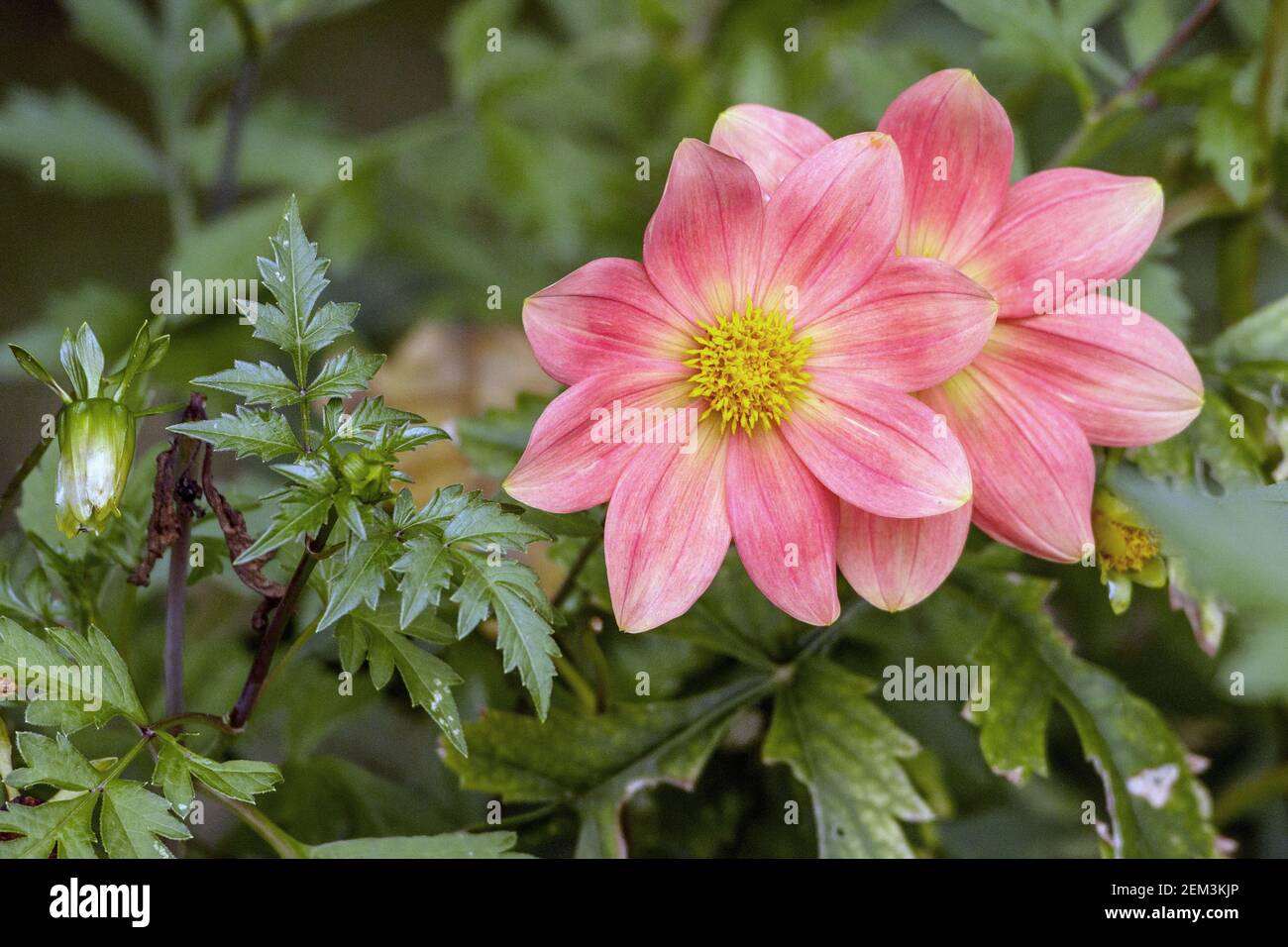 georgina (Dahlia-Hybride), pink blossoms Stock Photo