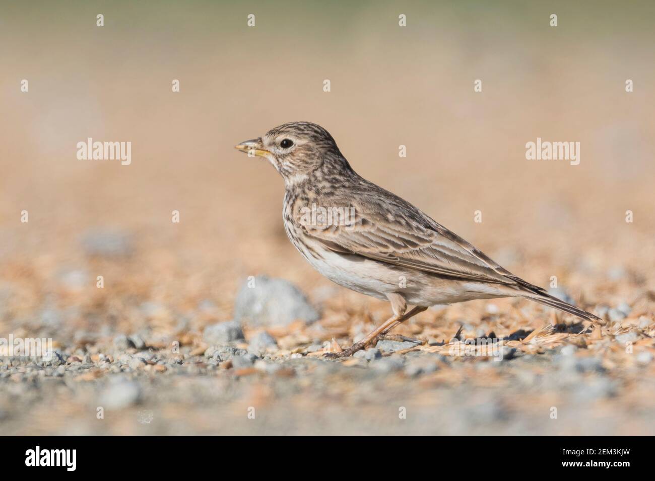 Alaudala rufescens apetzii hi-res stock photography and images - Alamy