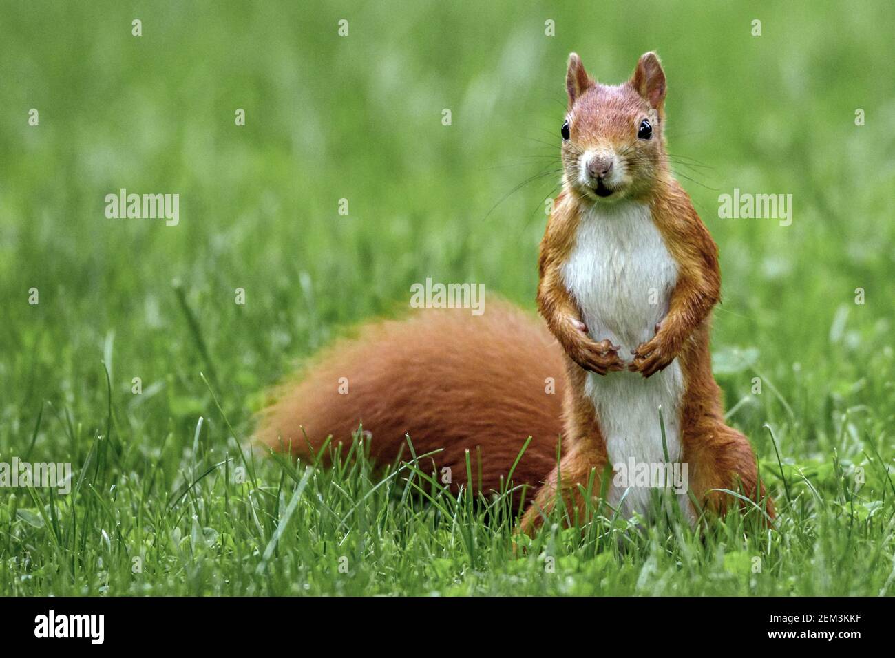 European red squirrel, Eurasian red squirrel (Sciurus vulgaris), sitting erect in a meadow, front view, Germany, Baden-Wuerttemberg Stock Photo