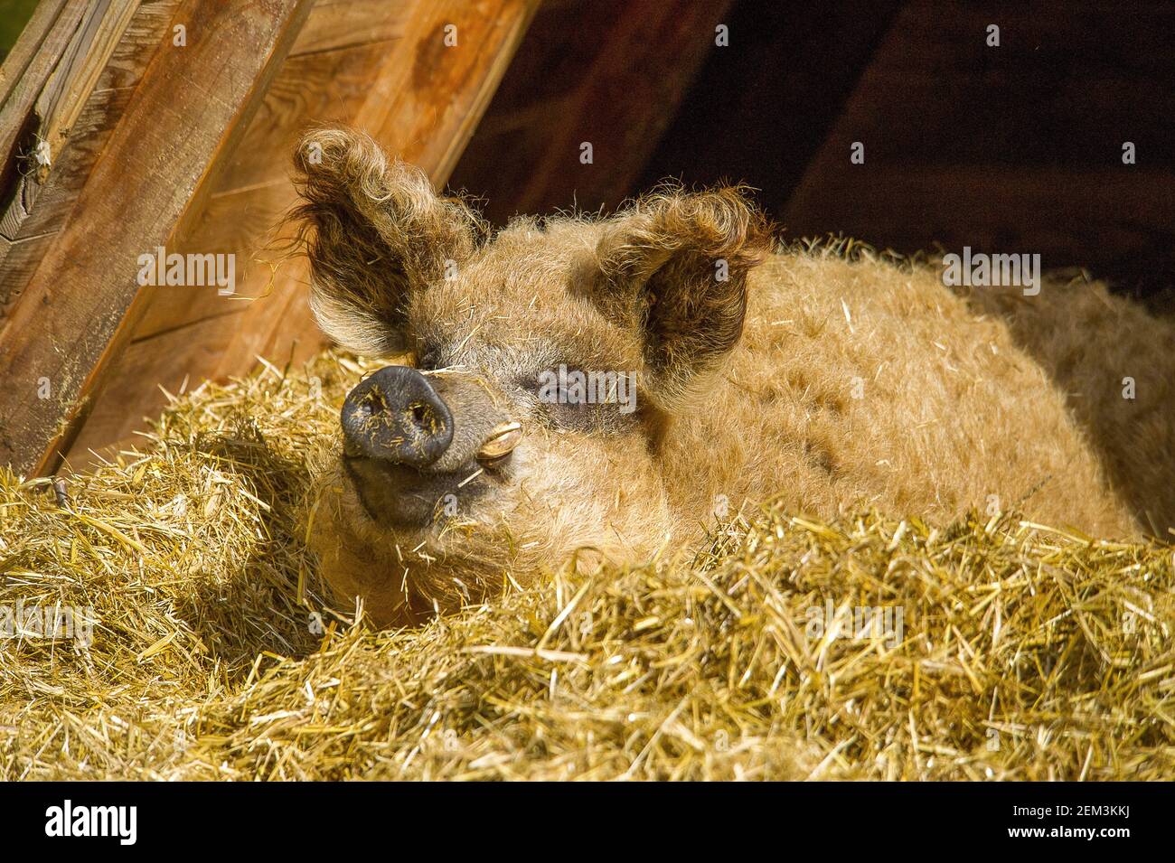 Mangalica, Mangalitsa, Mangalitza, Wooly Pig (Sus scrofa f. domestica