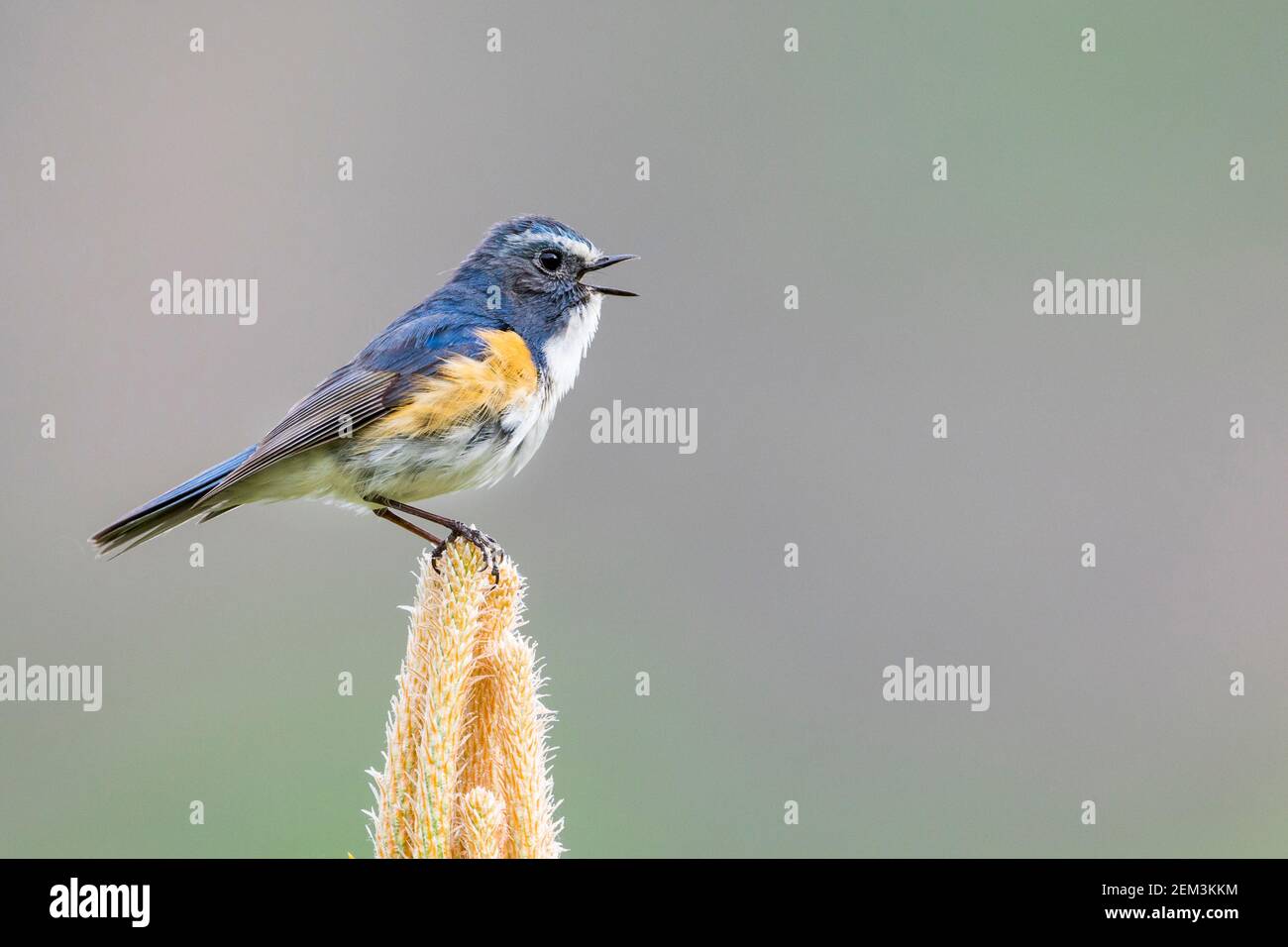 Red-flanked Bluetail - Tarsiger cyanurus - Species Information and