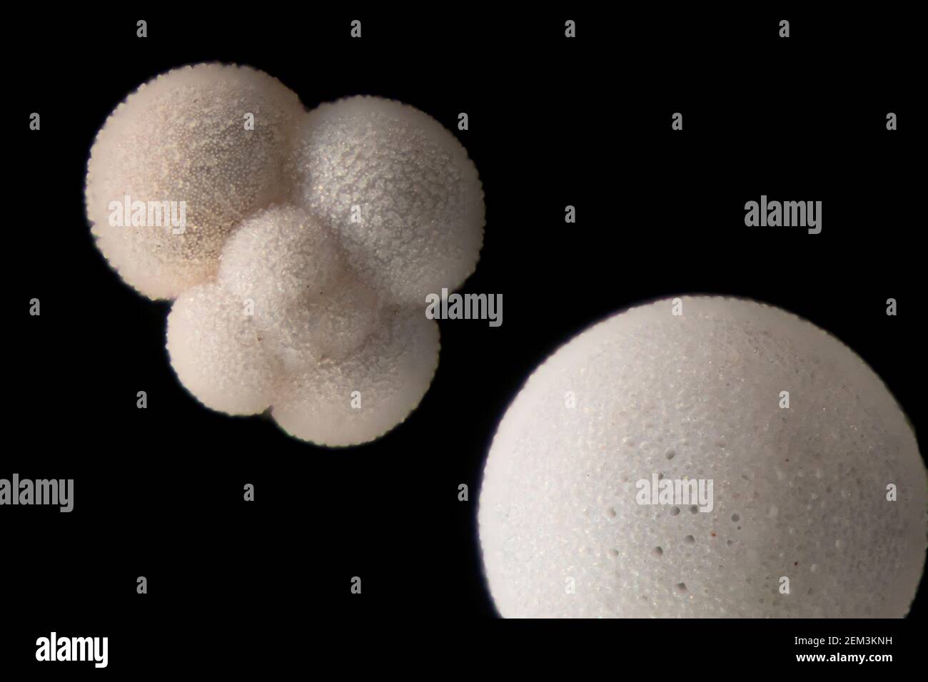 foraminiferans, forams (Foraminiferida), Recent planktonic foraminifera, dark field microscopic image, magnification x40 related to 35 mm Stock Photo