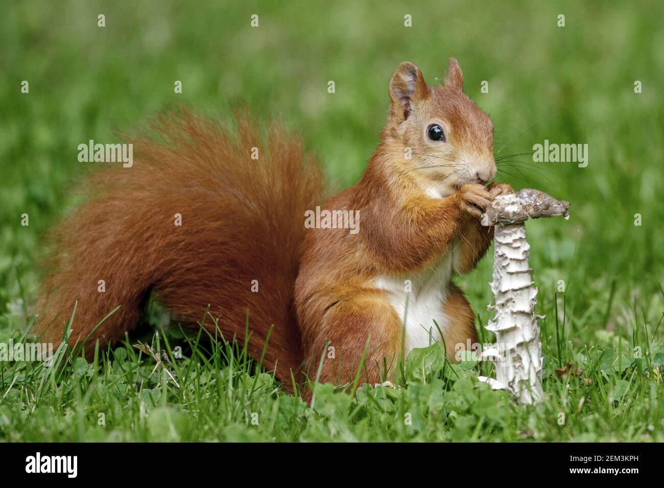 European red squirrel, Eurasian red squirrel (Sciurus vulgaris), sits in a meadow and eating a mushroom, side view, Germany, Baden-Wuerttemberg Stock Photo