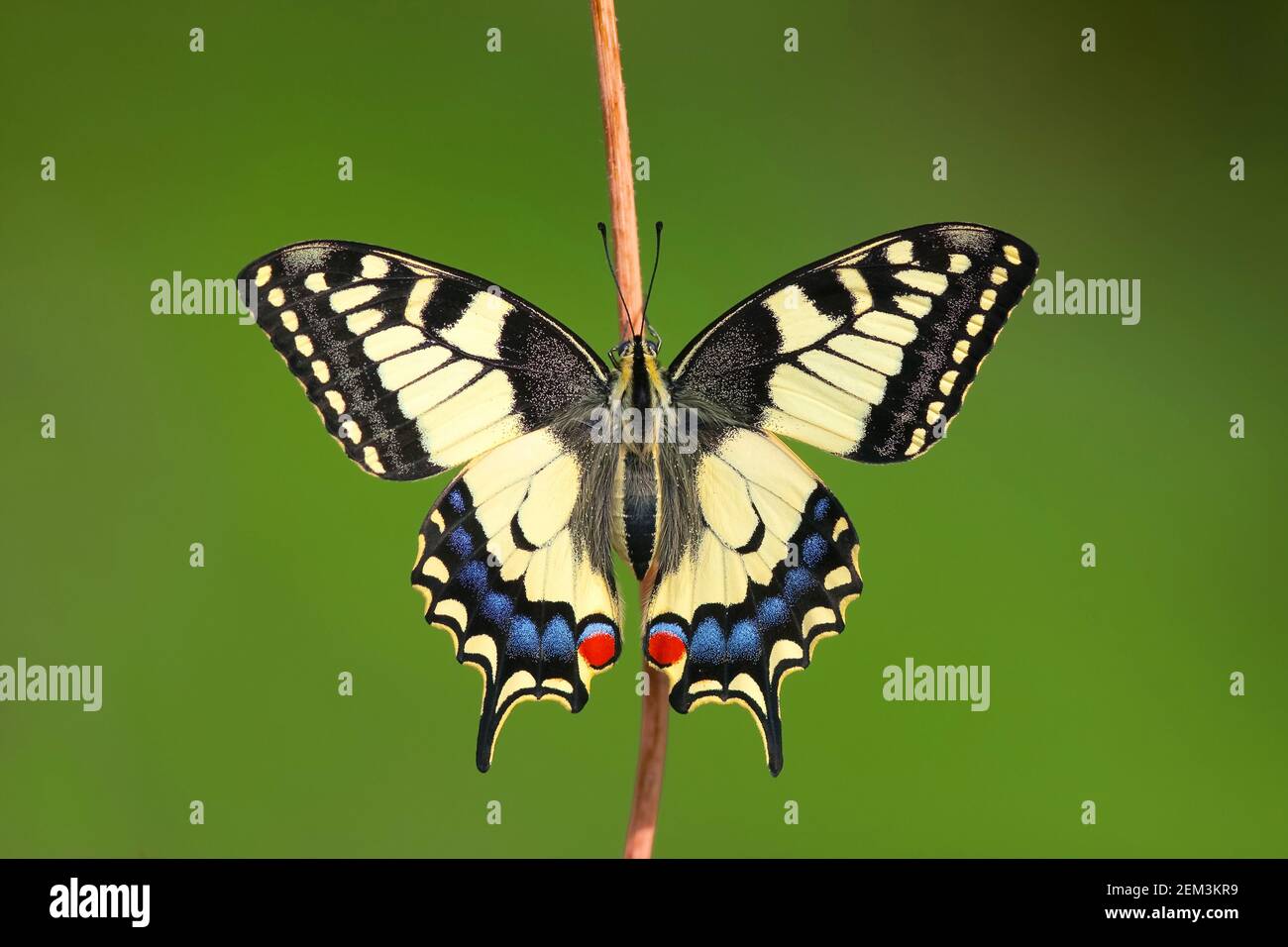 swallowtail (Papilio machaon), sits on a stem, Germany Stock Photo
