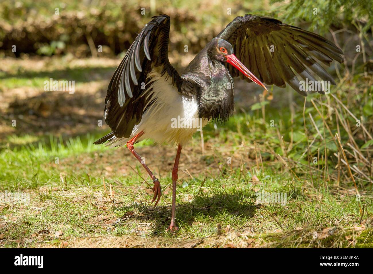 black stork (Ciconia nigra), flapping wings, Germany, Bavaria Stock ...
