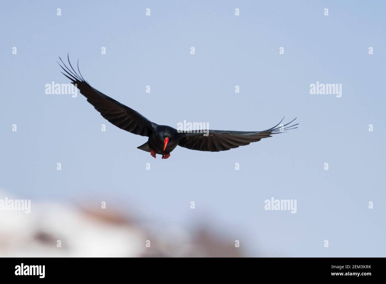 Canary island red-billed chough (Pyrrhocorax pyrrhocorax barbarus), adult in flight, Morocco Stock Photo