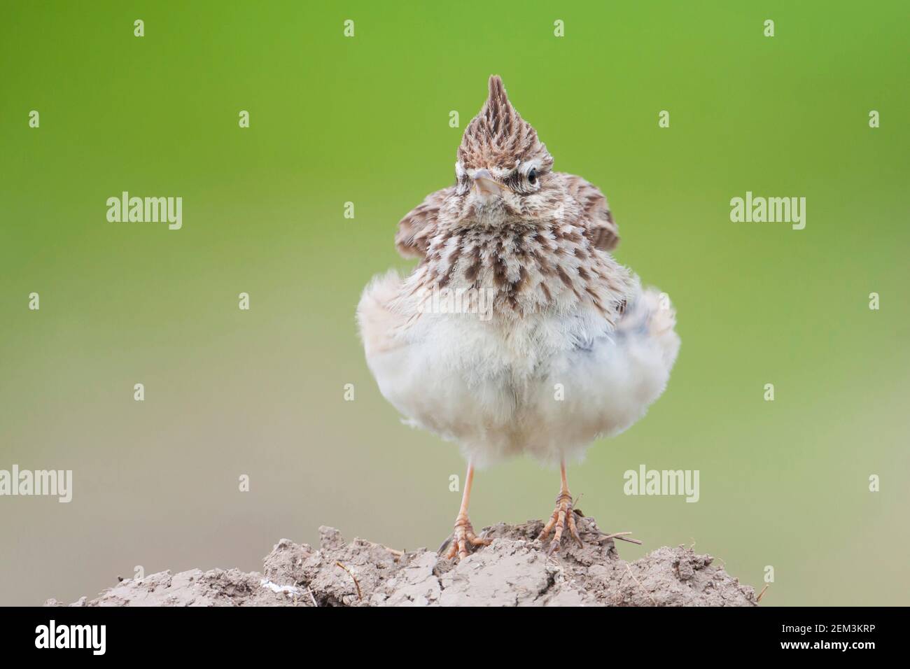 thekla lark (Galerida theklae, Galerida theklae theklae), adult, front view, Spain, Balearic Islands, Majorca Stock Photo