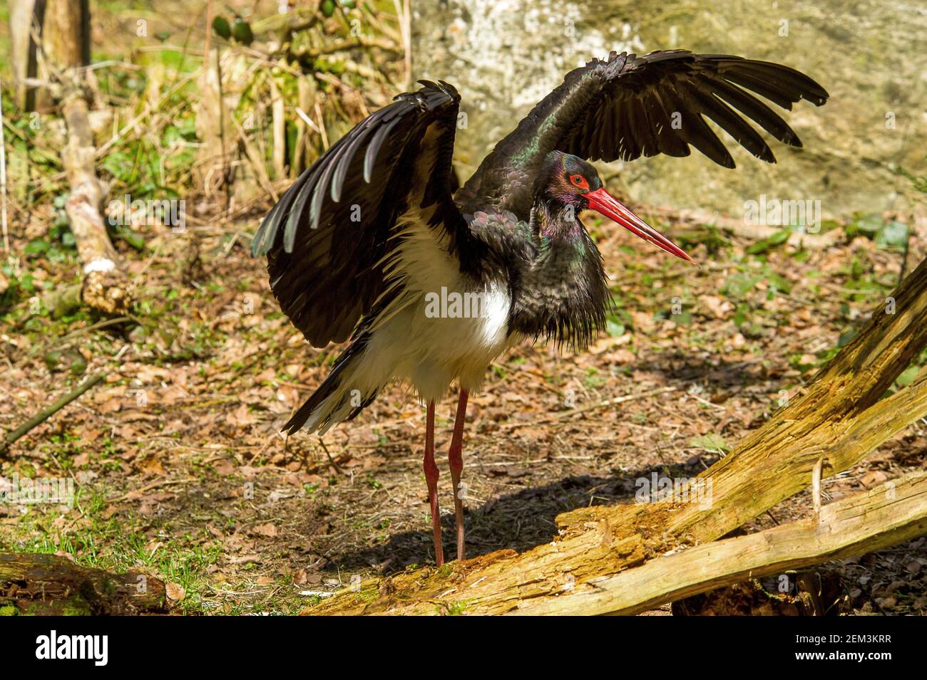 Black stork wings hi-res stock photography and images - Alamy