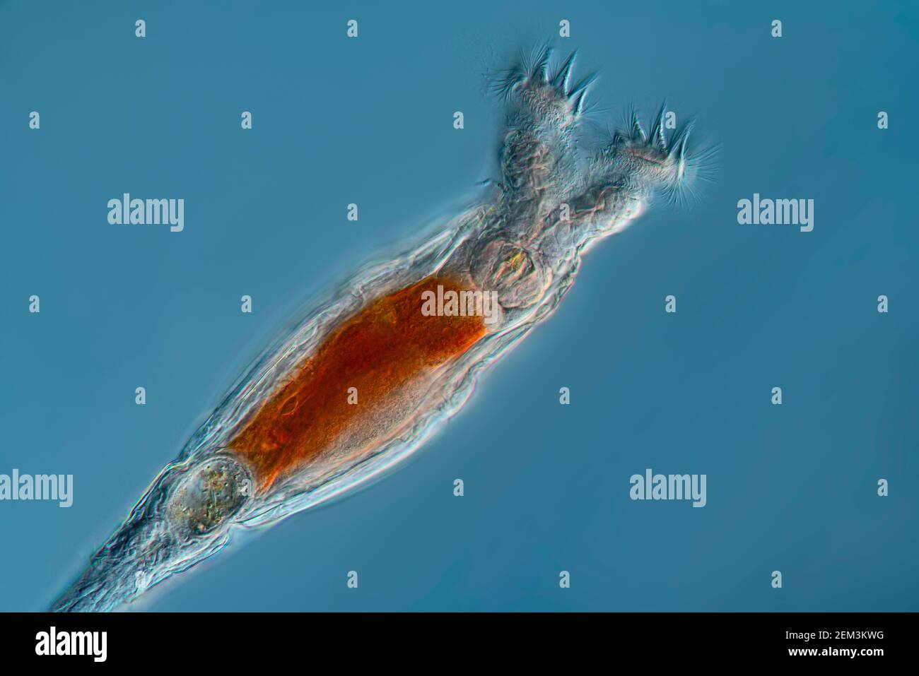 rotifer (Philodina roseola), Differential interference contrast microscope image, magnification: x 50 related to 36 mm, Germany Stock Photo