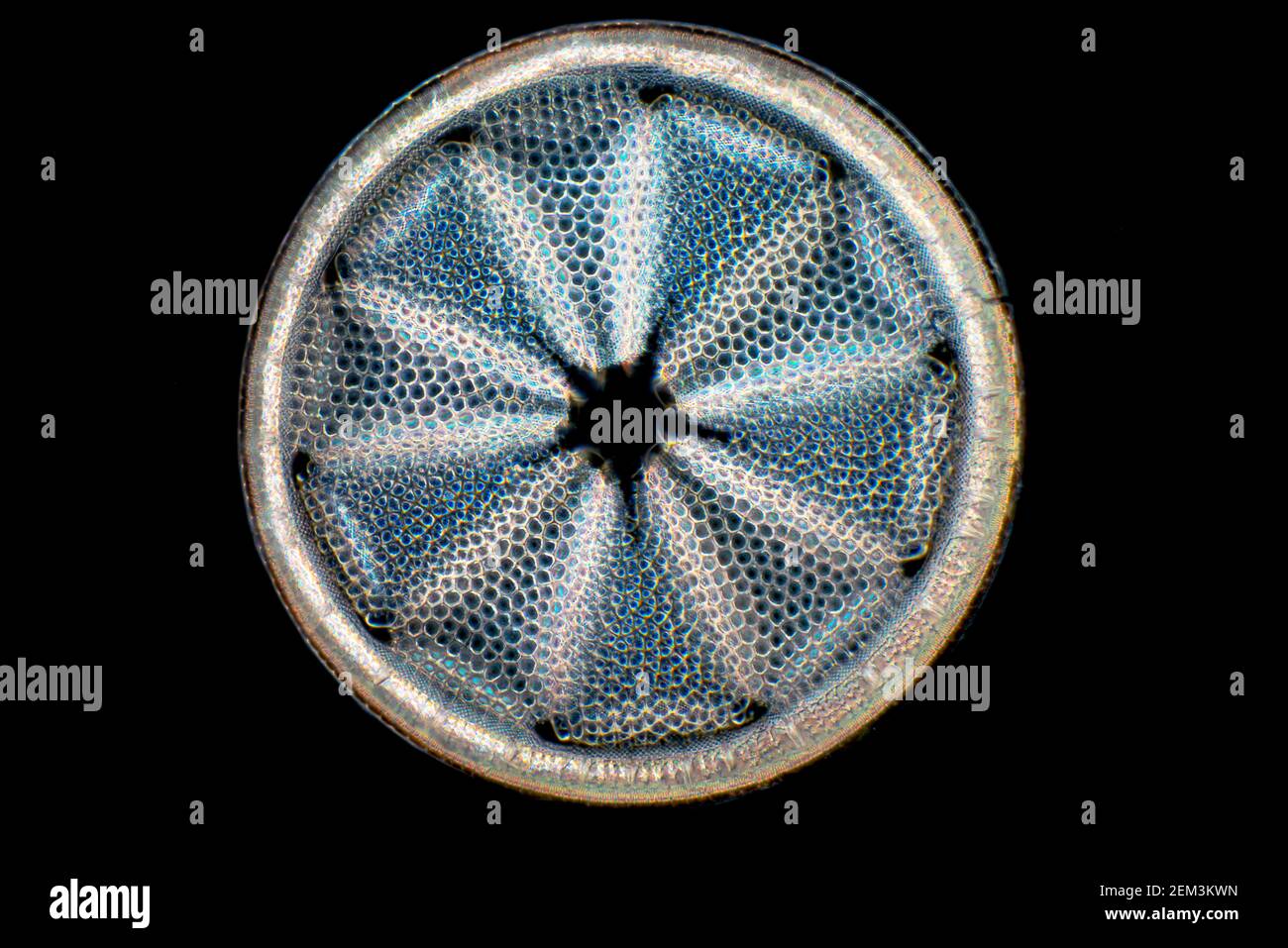 diatom (Diatomeae), Diatom from Dunkirk, dark-field microscope image, magnification x140 related to 35 mm, USA, Maryland Stock Photo