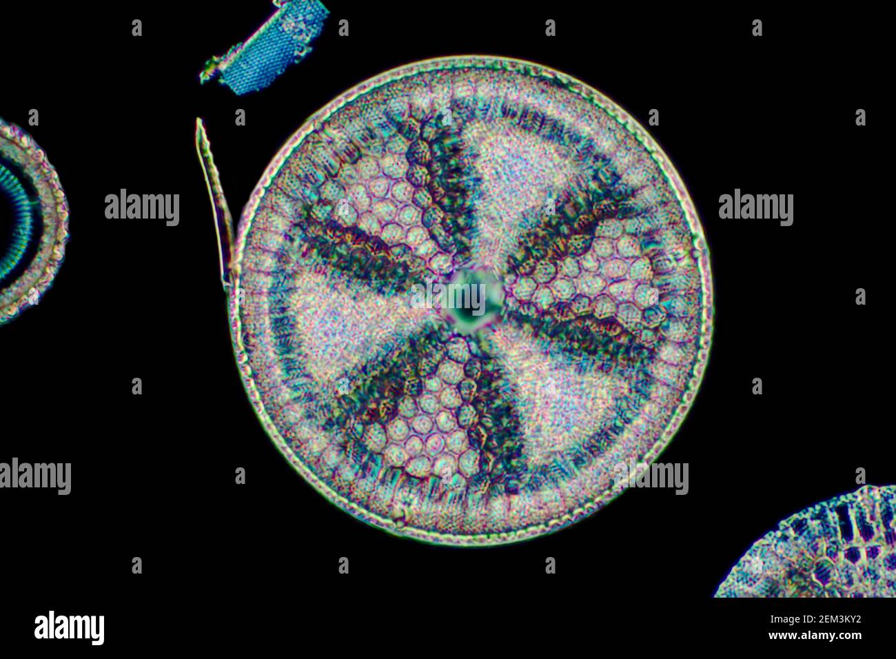 diatom (Diatomeae), diatom from Dunkirk in Maryland, dark field microscopic image, magnification x140 related to 35mm, USA, Maryland Stock Photo