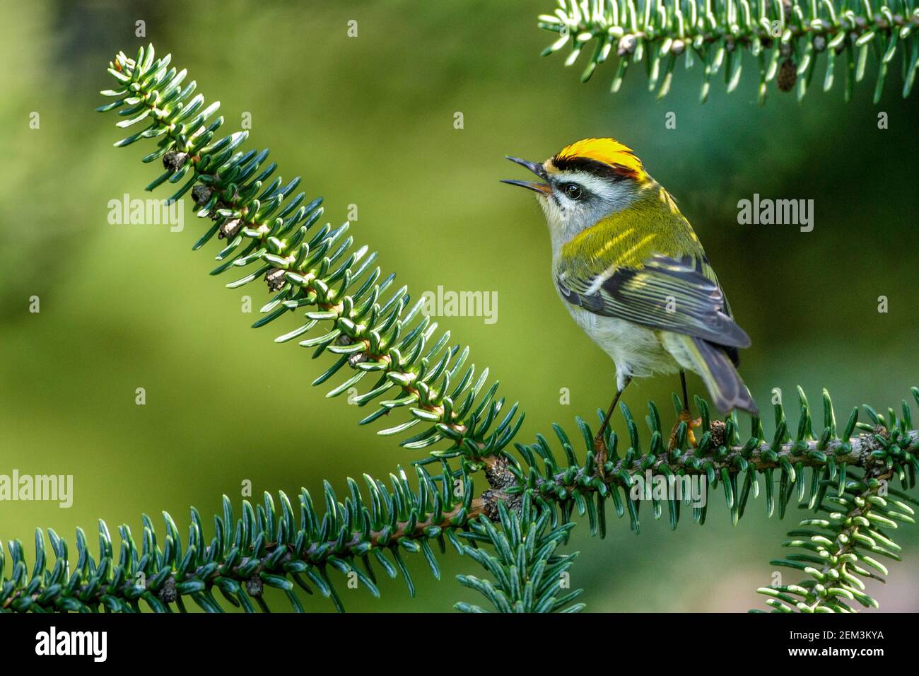 firecrest (Regulus ignicapilla, Regulus ignicapillus), on a branch, Germany, Baden-Wuerttemberg Stock Photo