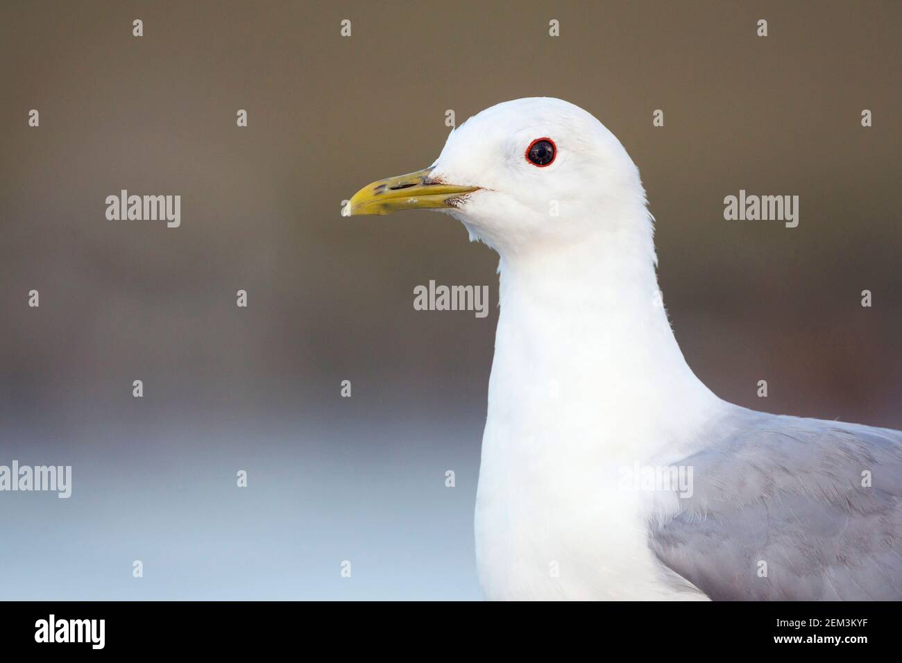 mew gull (Larus canus), adult, portrait, Germany Stock Photo