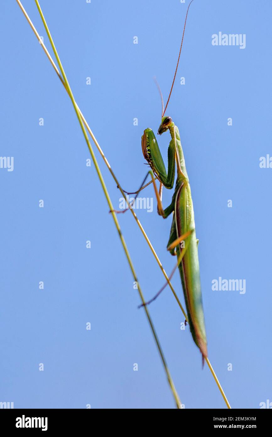 European preying mantis (Mantis religiosa), sitting at a stem, side view, Germany, Baden-Wuerttemberg, Kaiserstuhl Stock Photo