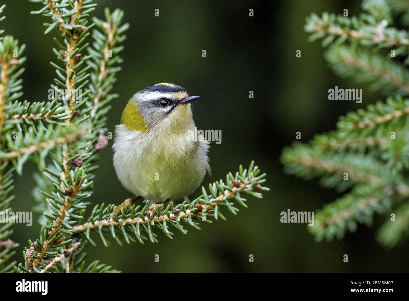 firecrest (Regulus ignicapilla, Regulus ignicapillus), on a branch, Germany, Baden-Wuerttemberg Stock Photo