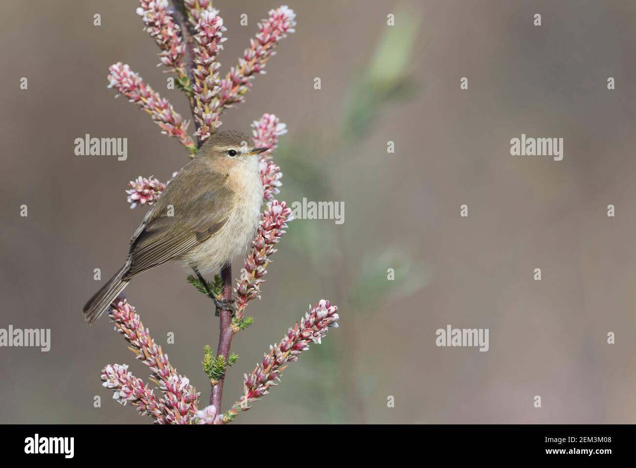 eastern chiff-chaff, Mountain Chiffchaff (Phylloscopus sindianus, Phylloscopus sindianus sindianus), perching on a blooming twig, side view, Stock Photo