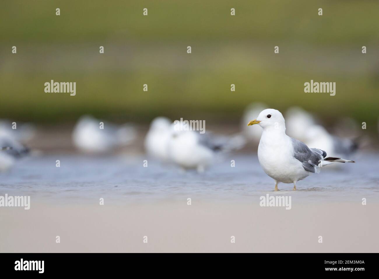 mew gull (Larus canus), standing in shallow water, Germany Stock Photo