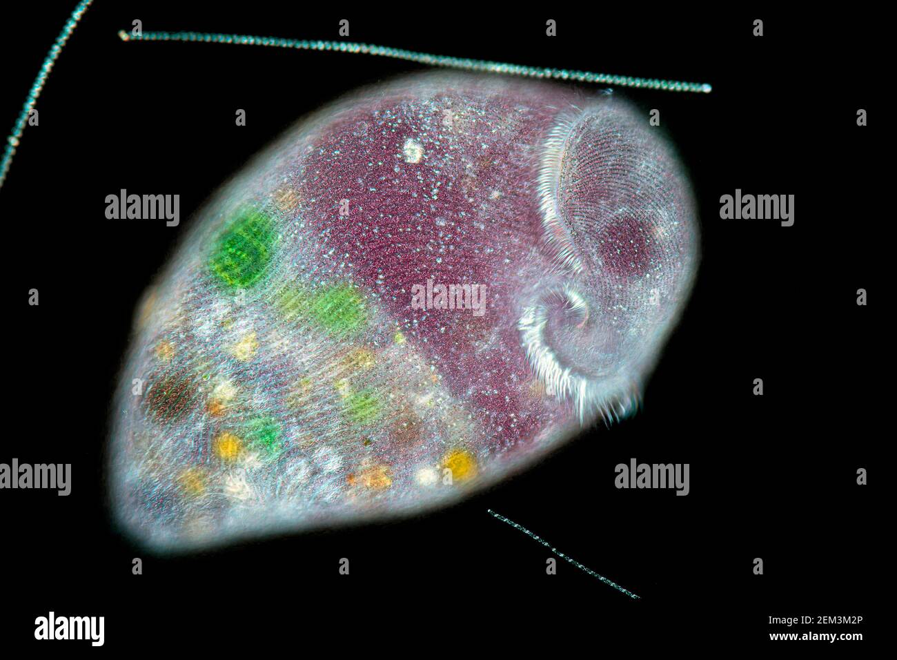 trumpet animalcule (Stentor spec.), differential interference contrast image, magnification x40 related to 35 mm, Germany Stock Photo