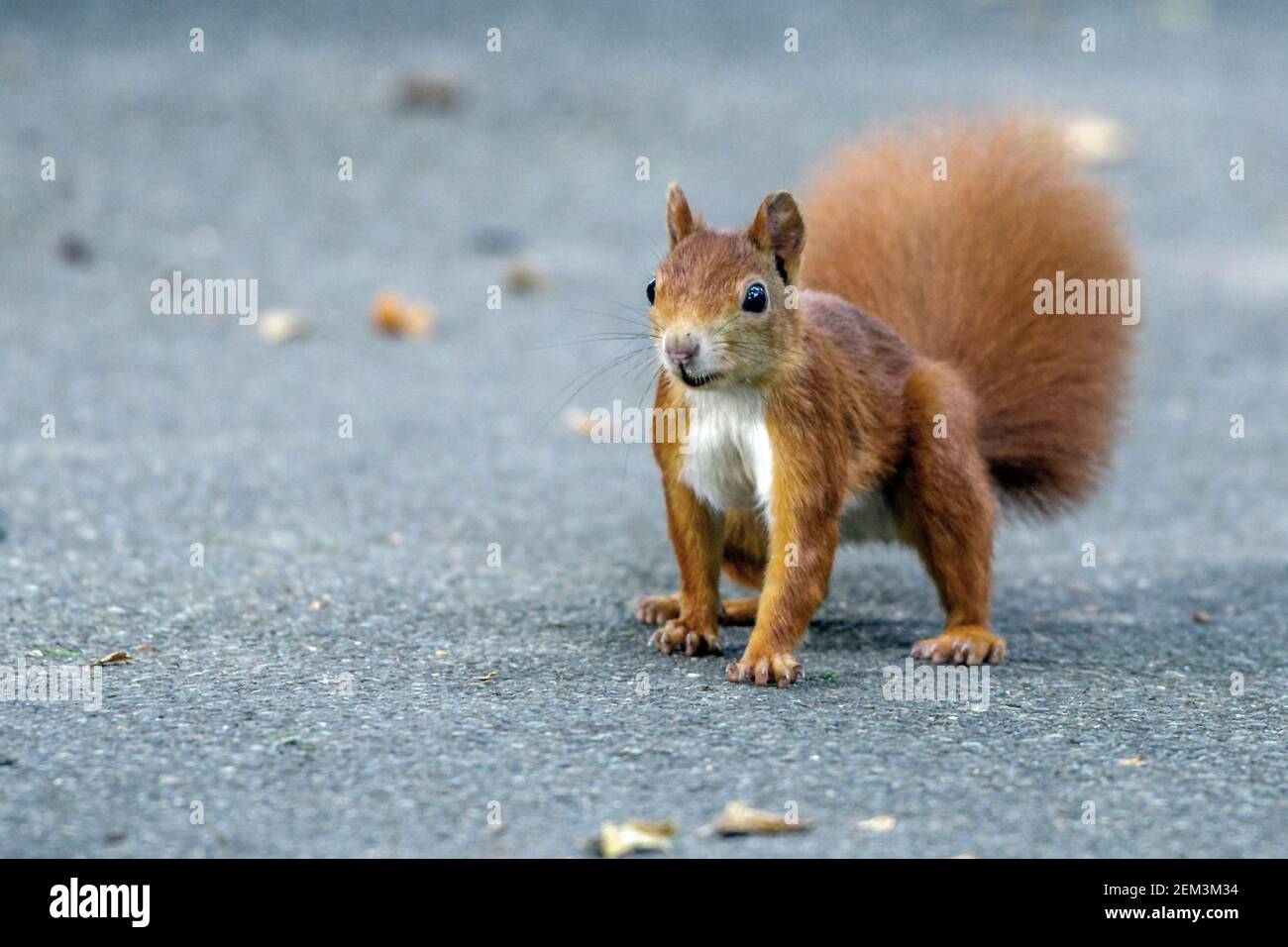European red squirrel, Eurasian red squirrel (Sciurus vulgaris), red morph on an asphalt surface, front view , Germany, Baden-Wuerttemberg Stock Photo