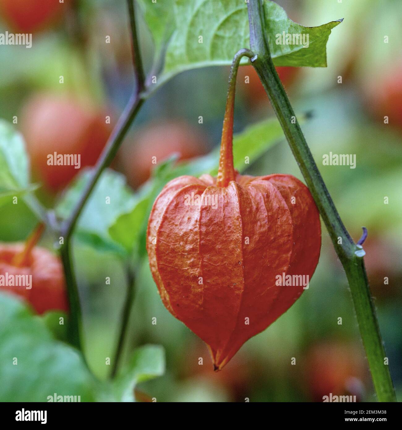 Chineselanternplant, Chinese lantern, Japanese lantern, winter cherry