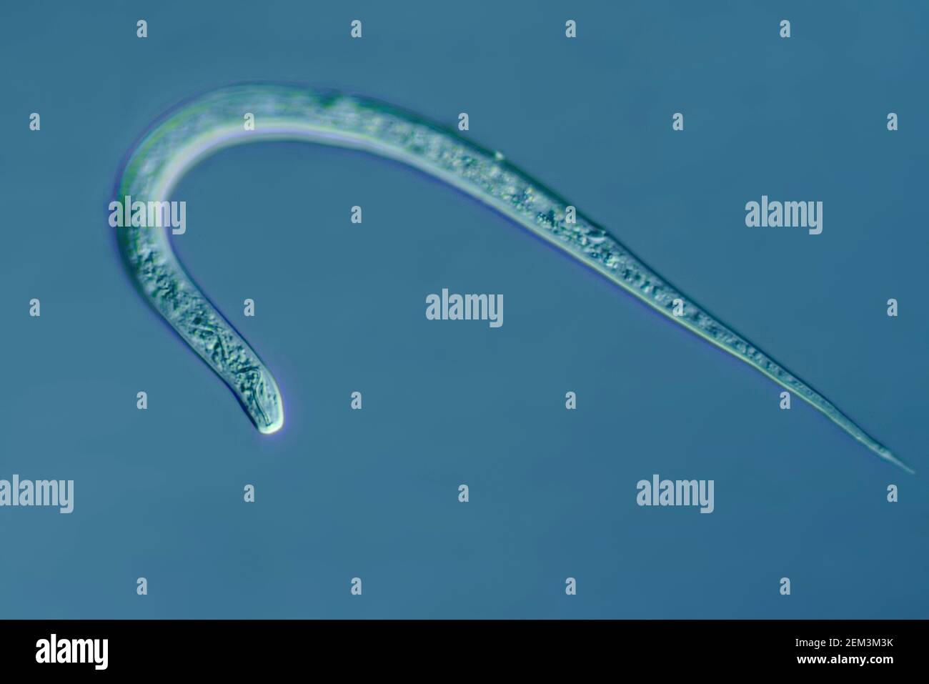 Nematodes microscope hires stock photography and images Alamy