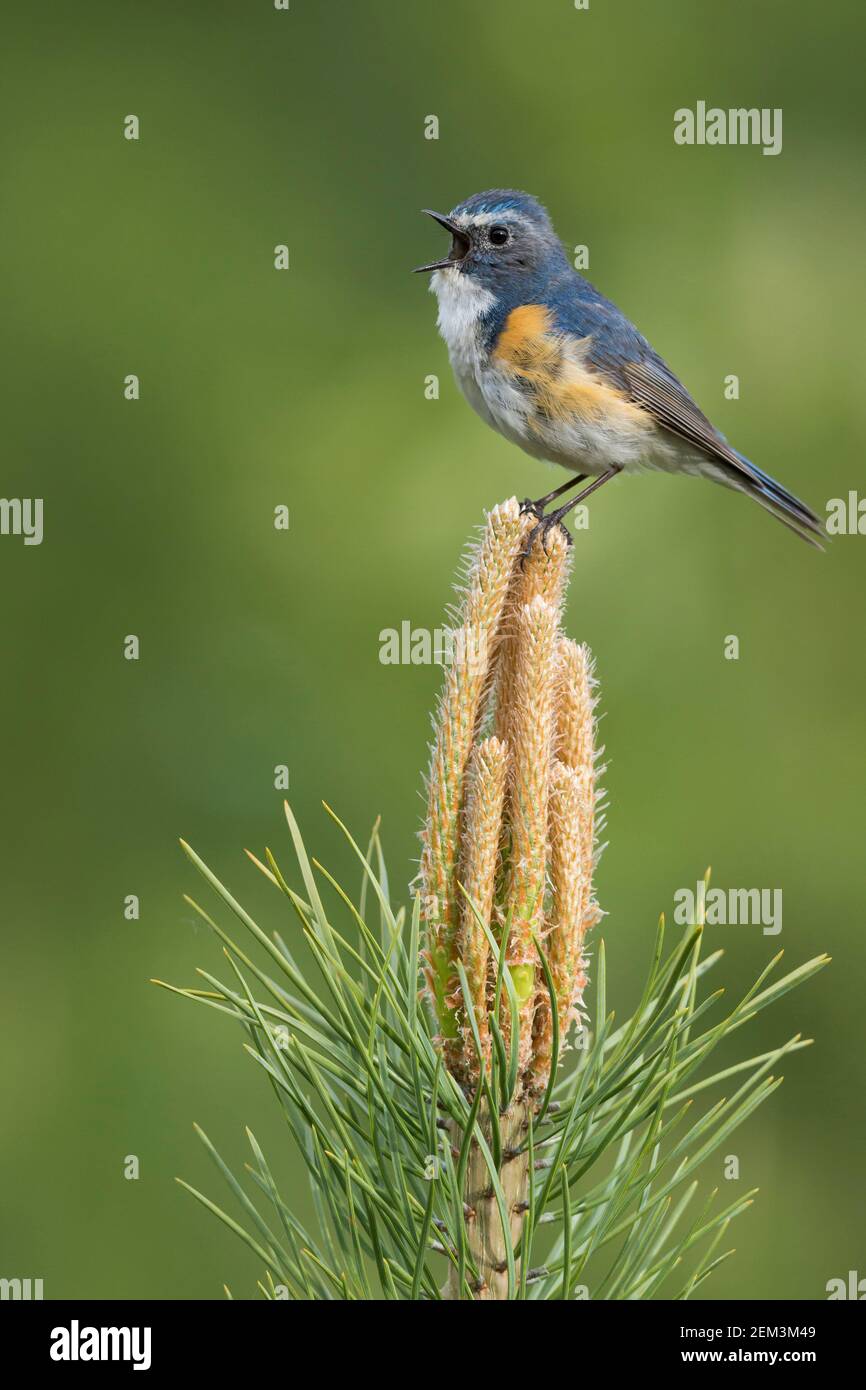 Red-flanked bluetail, Orange-flanked Bush Robin (Tarsiger cyanurus, Luscinia cyanura), male perches singing on a pine, side view, Russia, Baikal Stock Photo