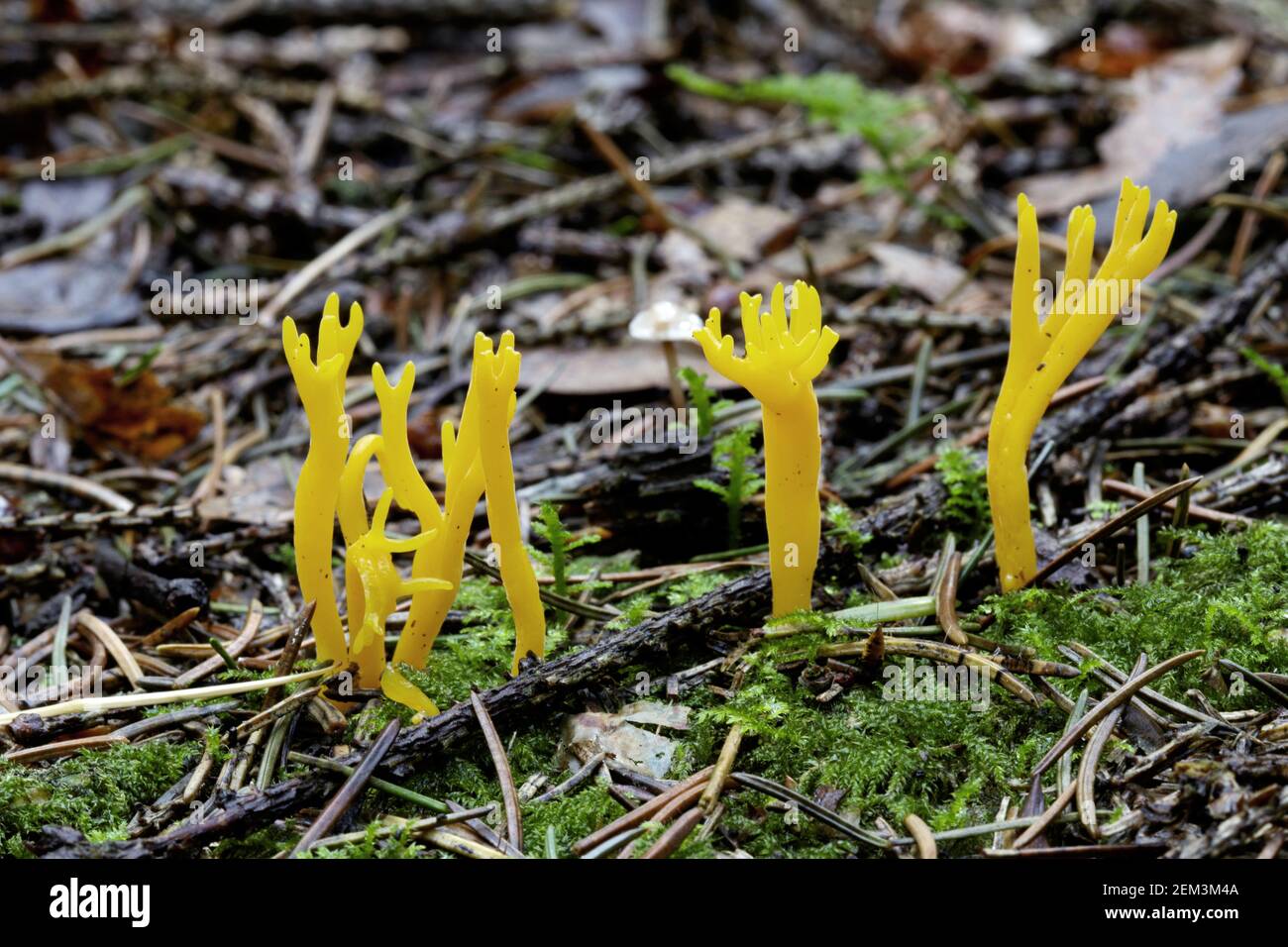 Yellow staghorn, Yellow stagshorn (Calocera viscosa, Tylophilus fellus), fruiting bodies on mossy forest ground, Germany, Baden-Wuerttemberg Stock Photo