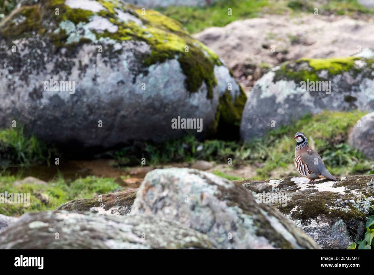 Spanish red-legged partridge (Alectoris rufa hispanica, Alectoris hispanica), in its habitat, Spain Stock Photo