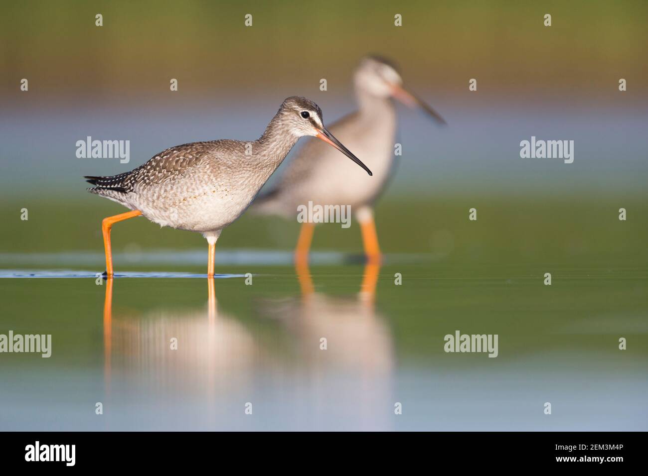 Spotted redshank (Tringa erythropus), First-winters foraging in shallow water, Germany Stock Photo