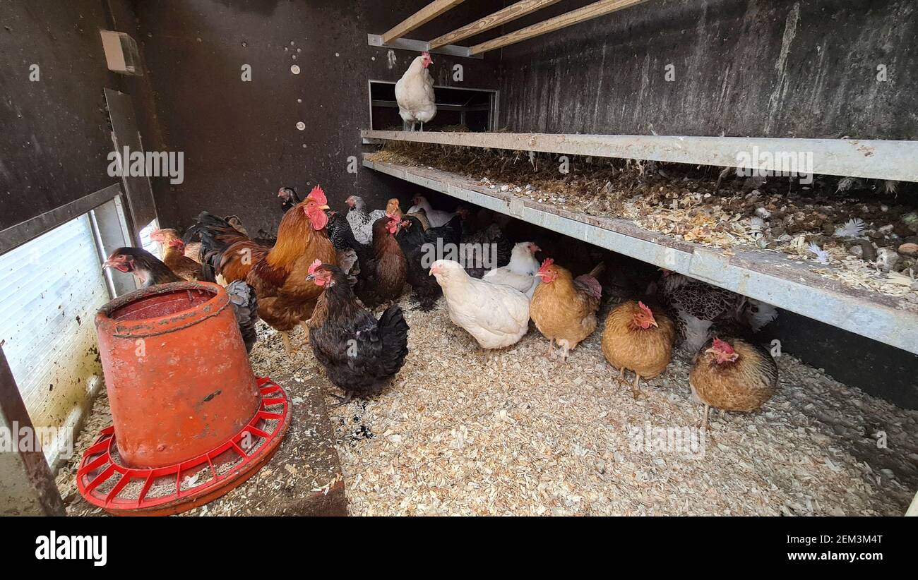 domestic fowl (Gallus gallus f. domestica), domestic fowls in a chicken coop , Germany Stock Photo