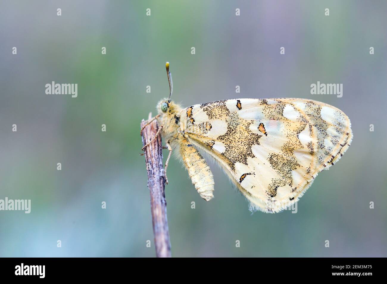 butterfly (Hypermnestra helios), Imago. Locally common in desert habitats., Tajikistan Stock Photo