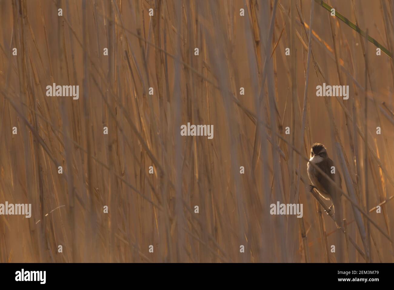 moustached warbler (Acrocephalus melanopogon), perching in the reed, front view, France Stock Photo