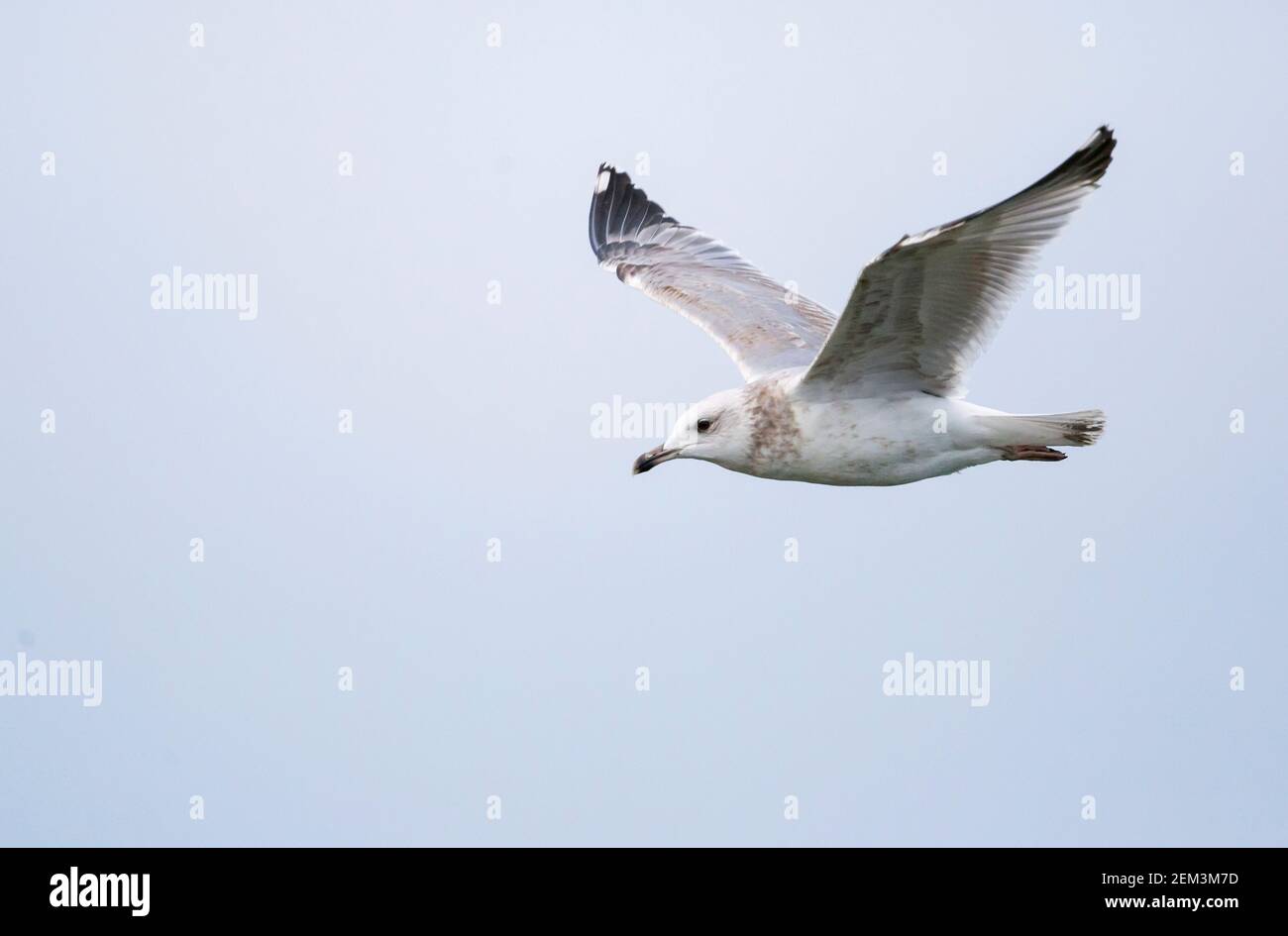 mew gull (Larus canus), Second calender year Mew Gull in flight, Germany Stock Photo