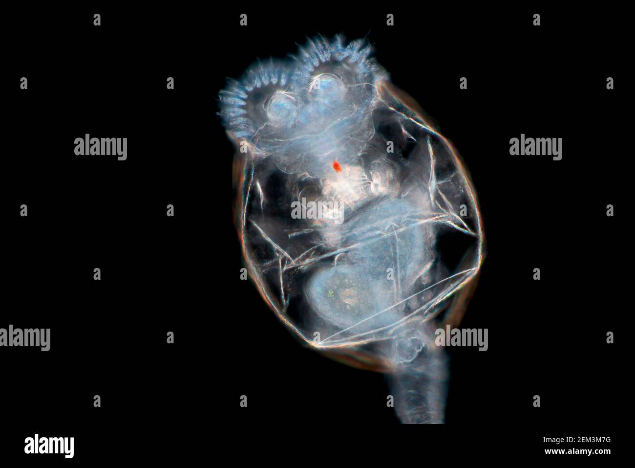 rotifers (Rotatoria), dark field microscopic image, magnification x100 related to 35 mm Stock Photo
