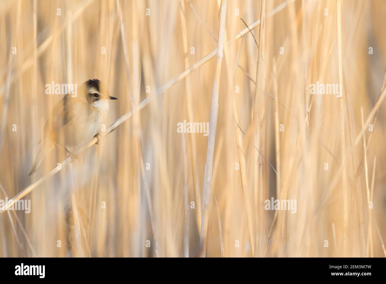 moustached warbler (Acrocephalus melanopogon), male perching in the reed, side view, France Stock Photo