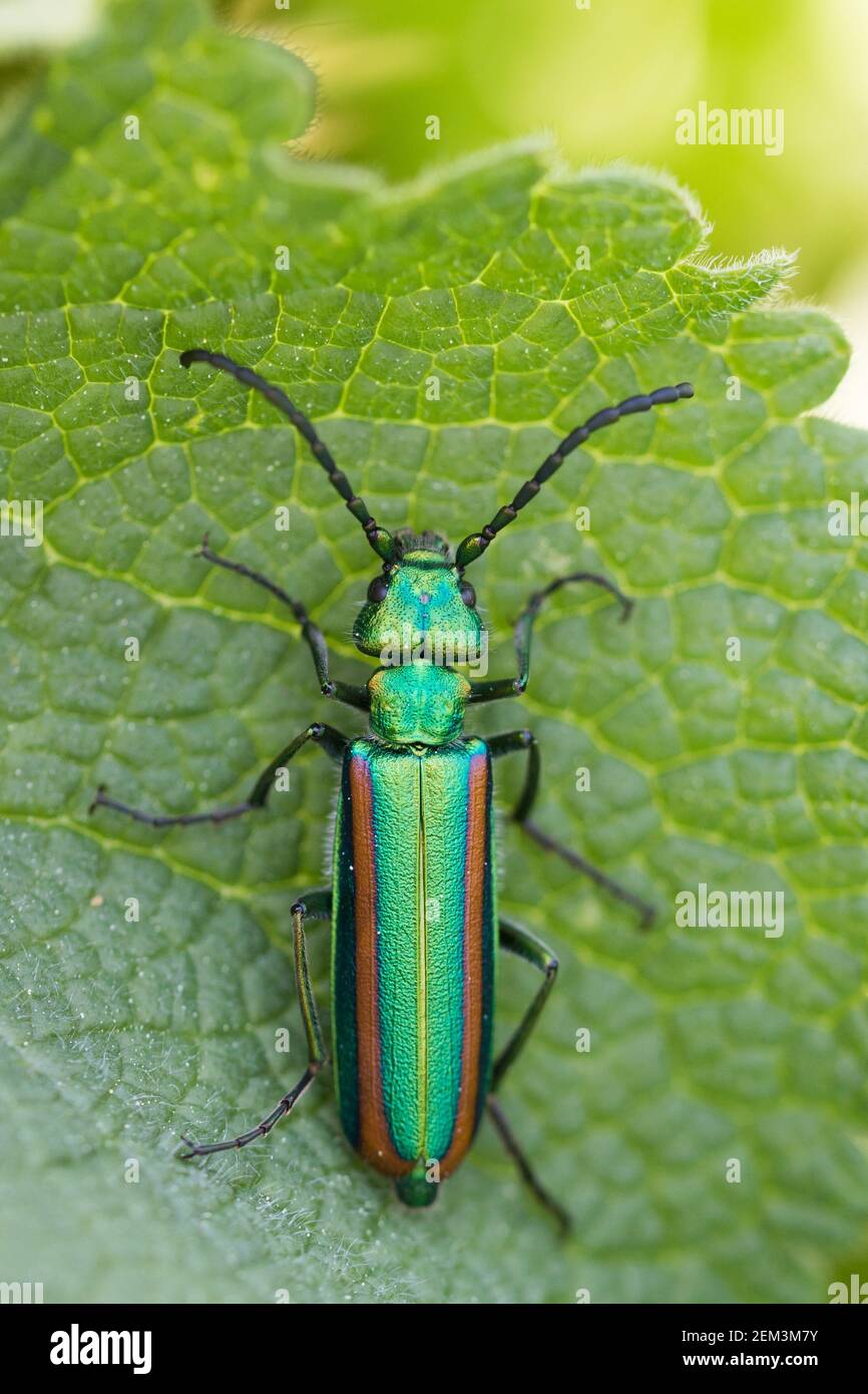 Spanish fly, blister beetle (Lytta vesicatoria togata, Cantharis vesicatoria), sitting on a leaf, dorsal view, Kyrgyzstan Stock Photo