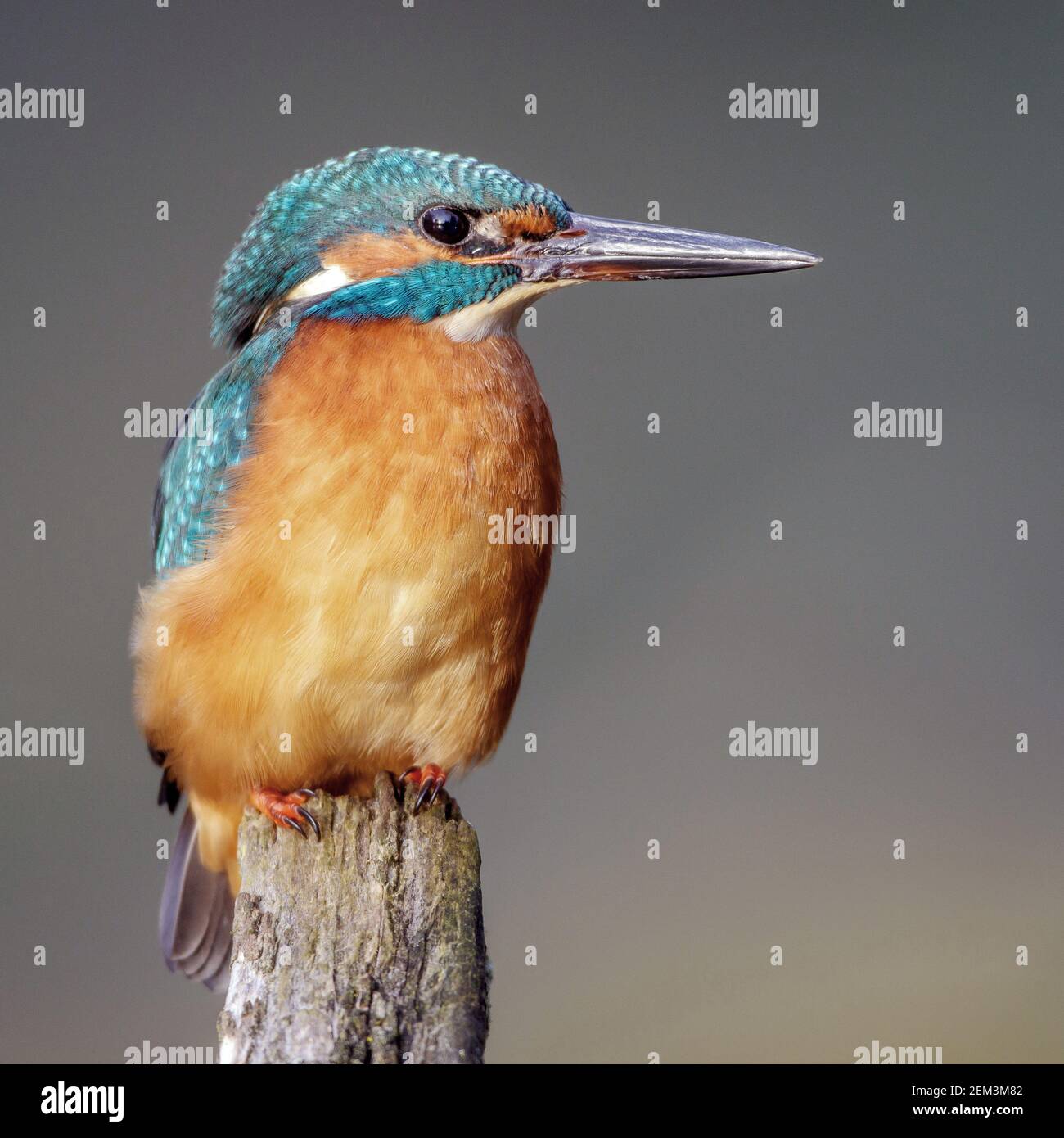 river kingfisher (Alcedo atthis), male, Germany, Baden-Wuerttemberg Stock Photo