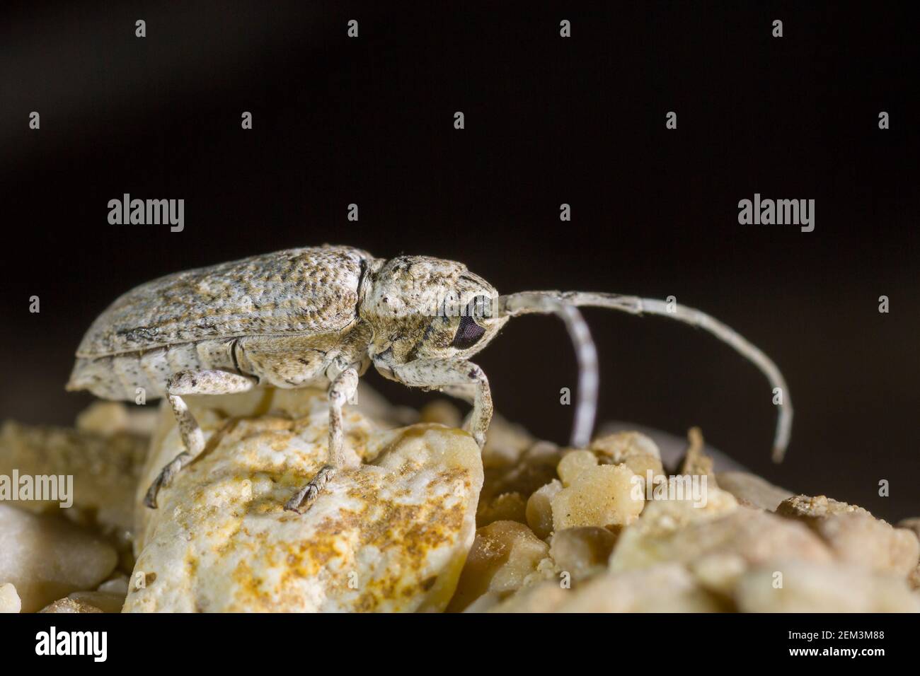 long-horned beetle (Niphona indica), standing on desert floor, side view, Oman Stock Photo