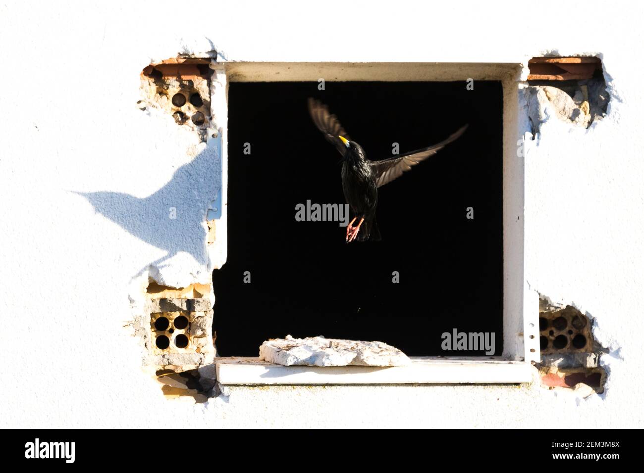 spotless starling (Sturnus unicolor), flying out of a window, Spain Stock Photo