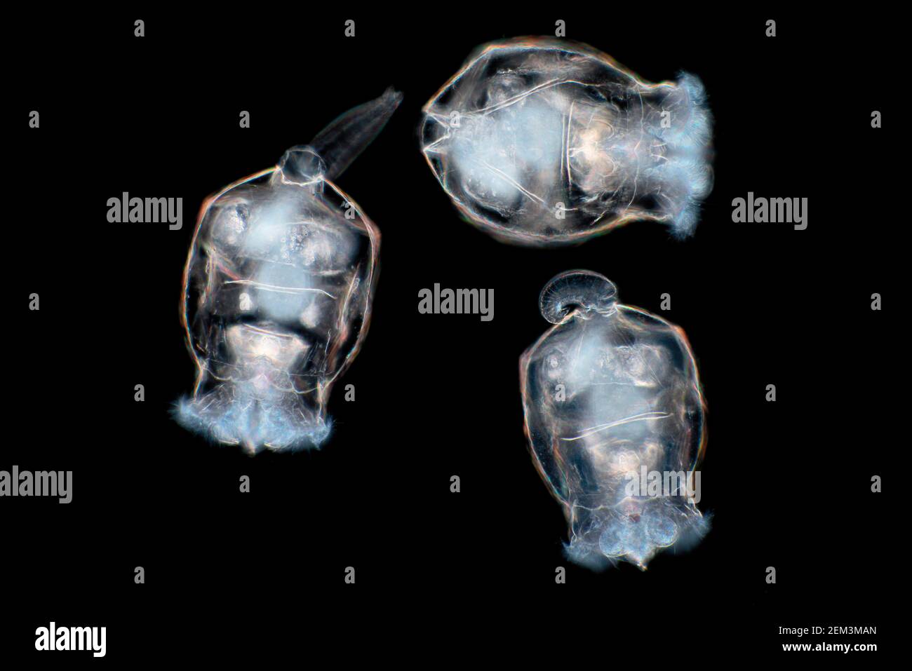 rotifers (Rotatoria), dark field microscopic image, magnification x80 related to 35 mm Stock Photo