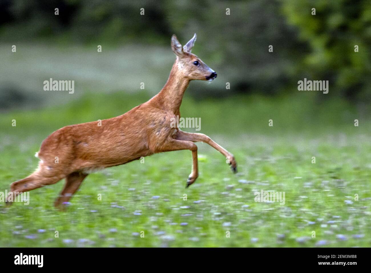 roe deer (Capreolus capreolus), doe escaping over a field, side view, Germany, Baden-Wuerttemberg Stock Photo