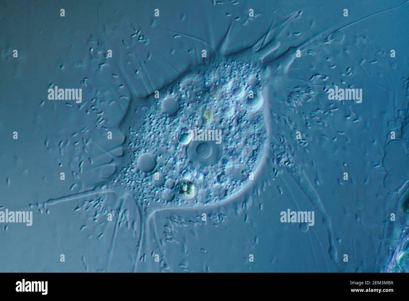 Amoebas or amoebae or amebas or amebae hi-res stock photography and ...