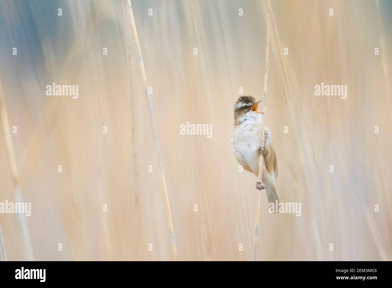 moustached warbler (Acrocephalus melanopogon), male perches singing in the reed, front view, France Stock Photo