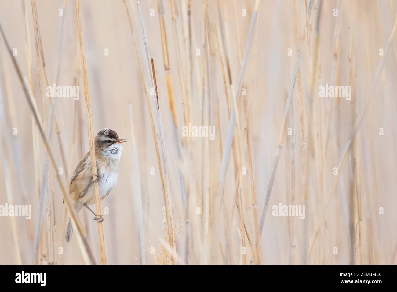 moustached warbler (Acrocephalus melanopogon), male perches singing in the reed, side view, France Stock Photo