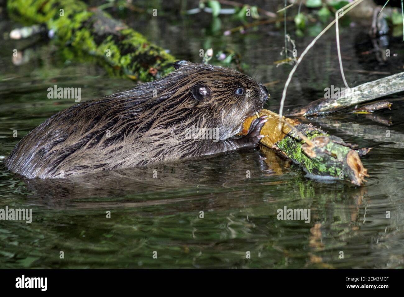 Eurasian beaver, European beaver (Castor fiber), nibbling at a branch in shallow water at the shore, side view, Germany, Baden-Wuerttemberg Stock Photo