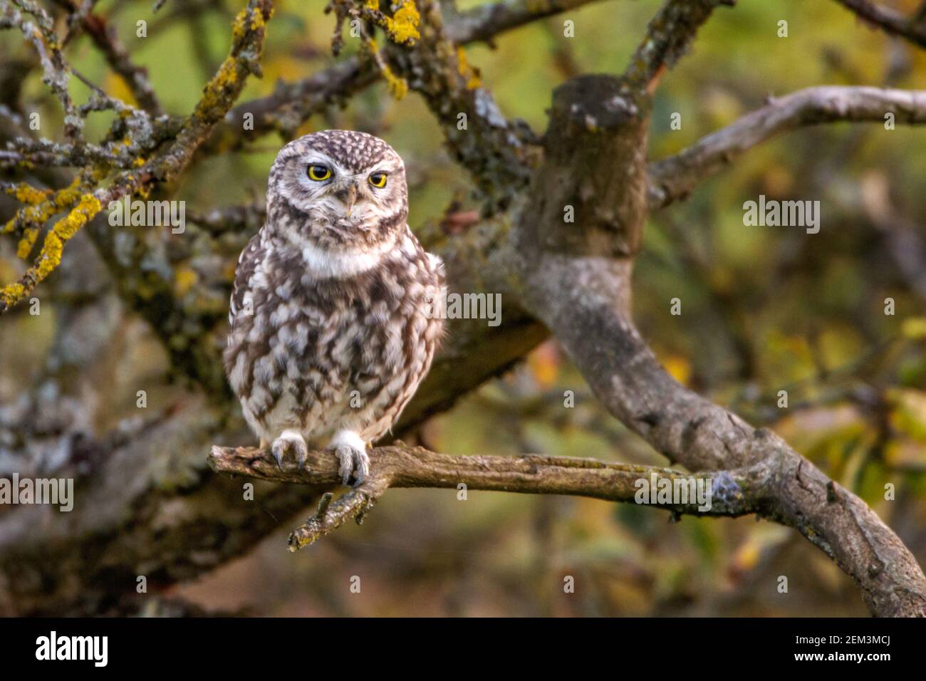 little owl (Athene noctua), perching on a fruit tree, front view, Germany, Baden-Wuerttemberg Stock Photo