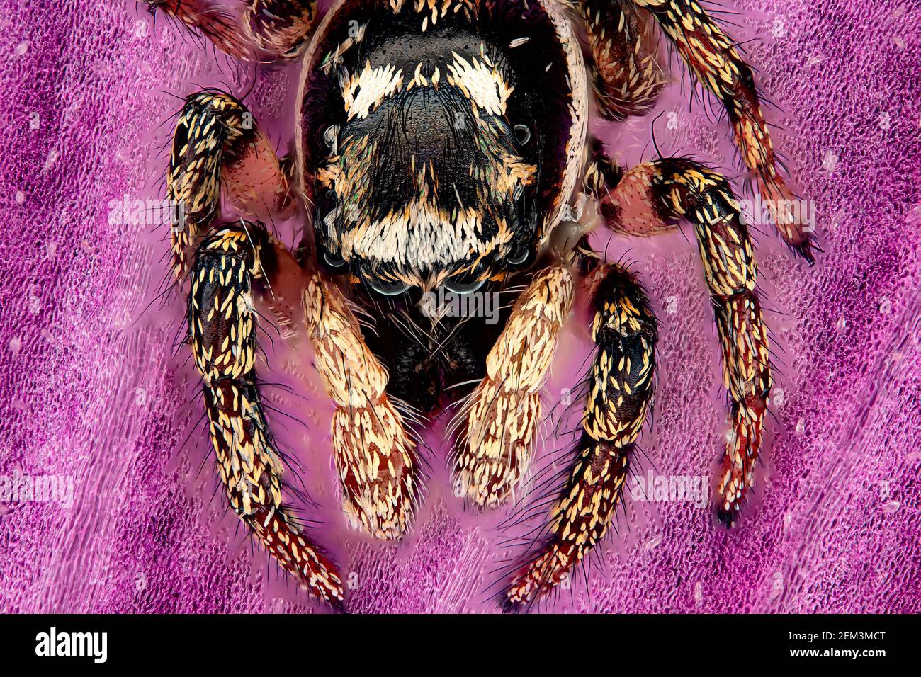 zebra jumper (Salticus scenicus), portrait of a zebra jumper, macro image, magnification x20 related to 35 mm, Germany Stock Photo